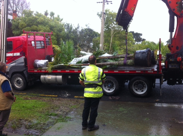 Palm Tree Hiab Lift and Transport